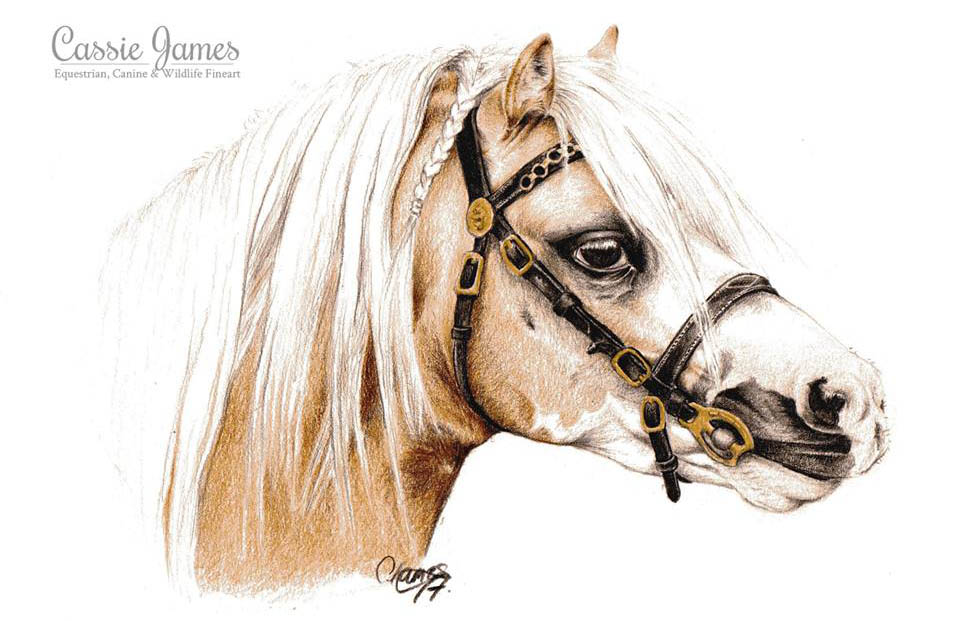 Cassie James - Colour Pencil Horse Drawings
